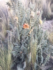 Caiophora chuquitensis