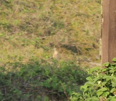 Oryctolagus cuniculus cuniculus