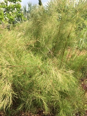Muhlenbergia dumosa