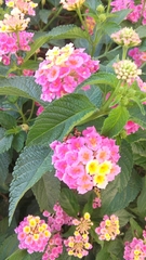 Lantana camara