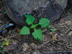 Smallanthus maculatus