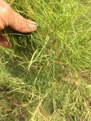 Muhlenbergia dumosa