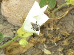 Diadasia bituberculata