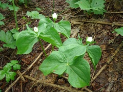 Trillium camschatcense