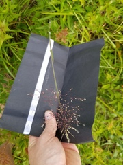 Dichanthelium scoparium