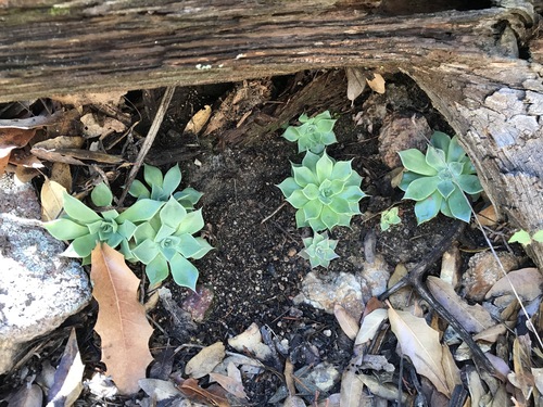 Image of Graptopetalum bartramii by (c) Sue Carnahan, some rights reserved (CC BY)