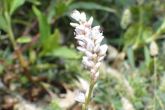 Persicaria segetum