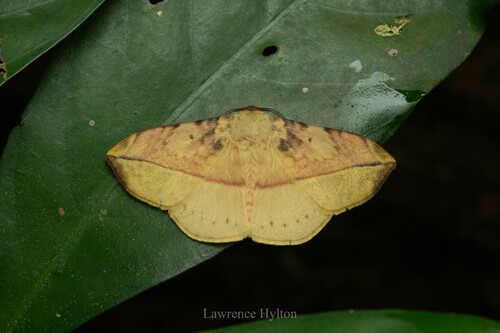 Apha kantonensis Mell, 1930