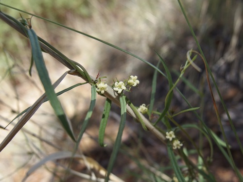 Image of Metastelma mexicanum by (c) Sue Carnahan, some rights reserved (CC BY)