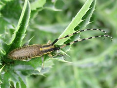 Agapanthia dahli