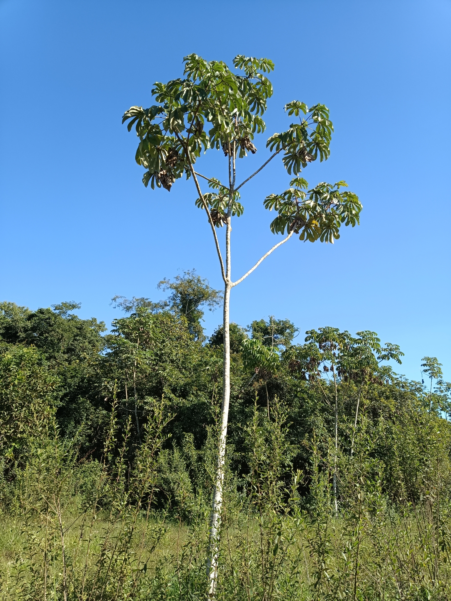 Cecropia pachystachya