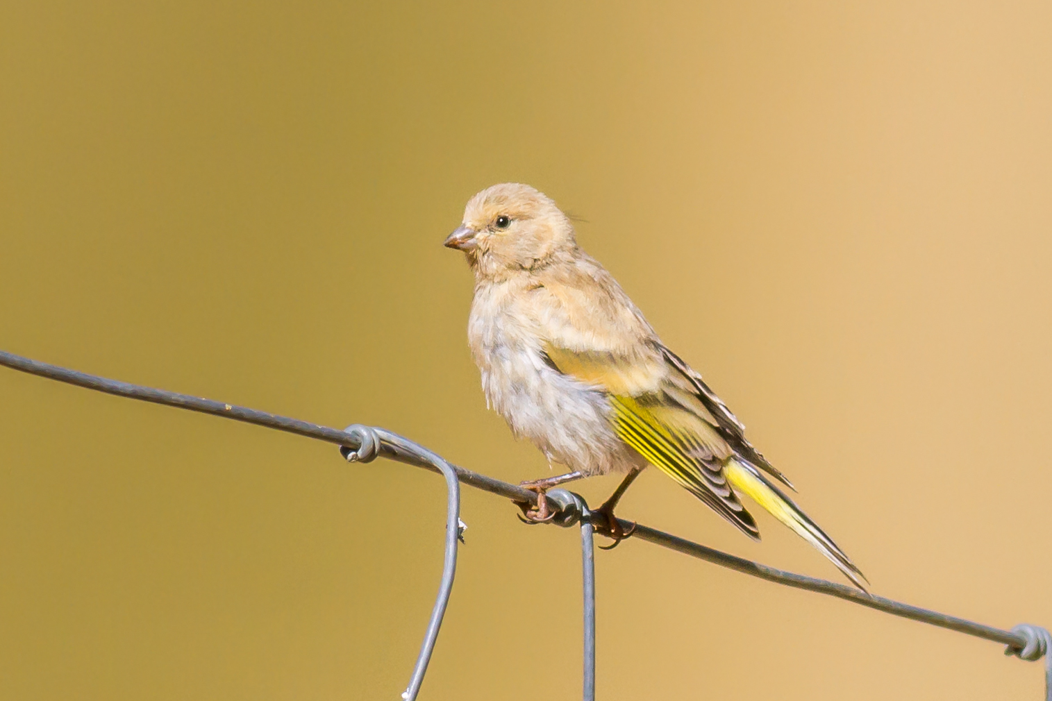 Syrian Serin (Serinus syriacus), photo 2