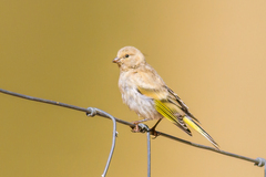 Syrian Serin photo 2