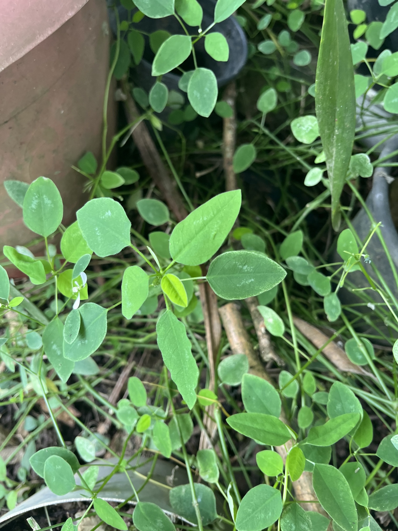 Euphorbia graminea
