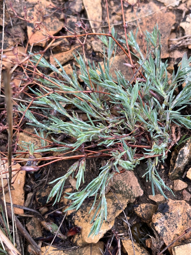 James' Nailwort