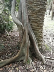 Ficus luschnathiana