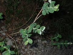 Lonicera implexa