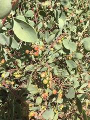 Arctostaphylos mewukka