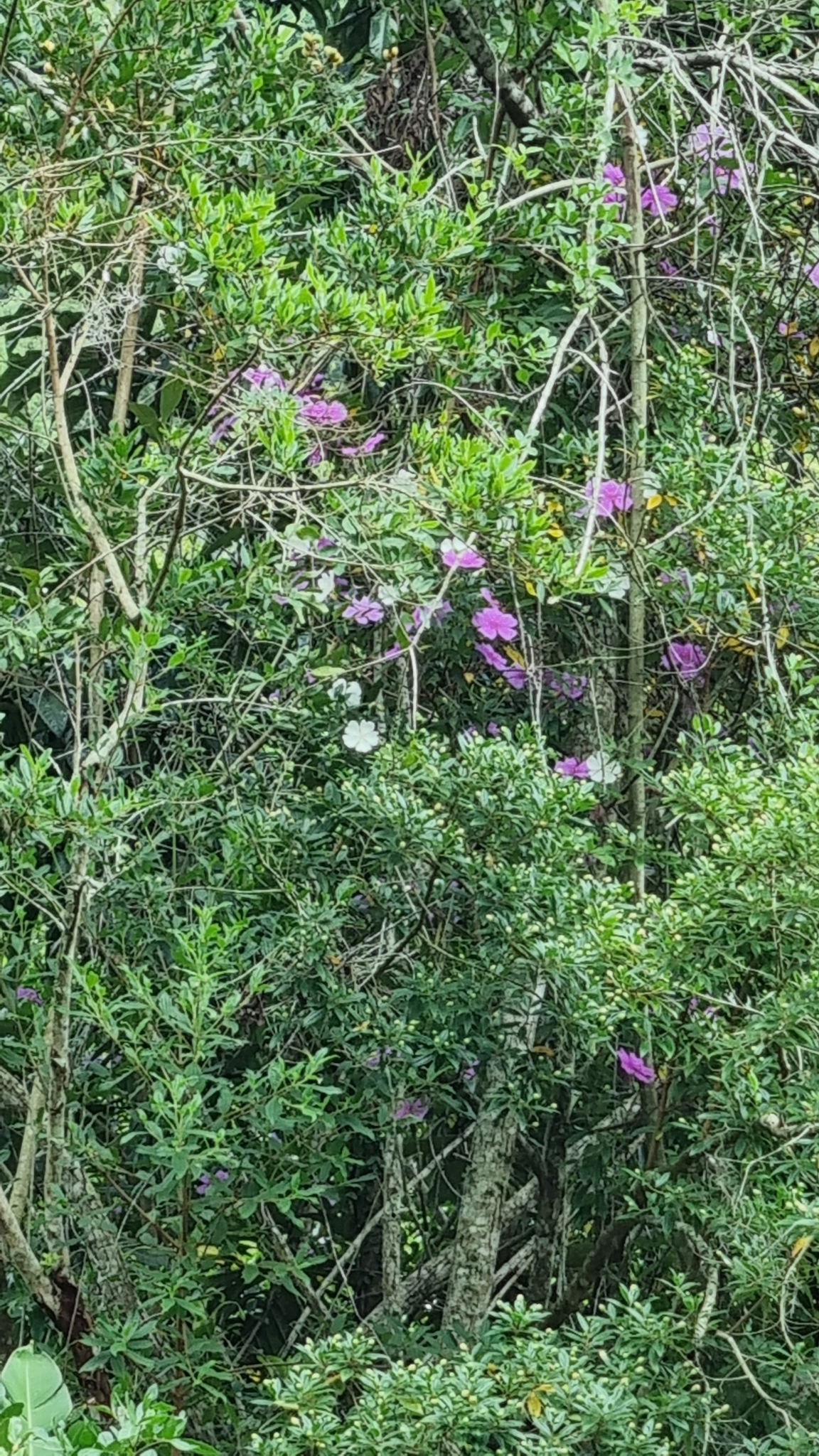 Imagem de Manacá da serra