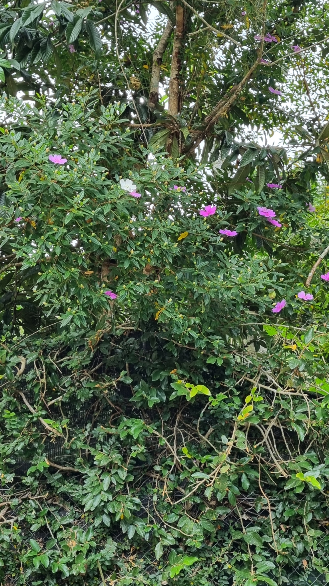 Imagem de Manacá da serra
