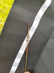 Elionurus tripsacoides