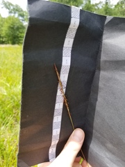 Elionurus tripsacoides