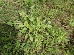 Lactuca floridana