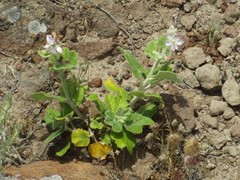 Malacothamnus clementinus