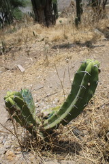 Myrtillocactus