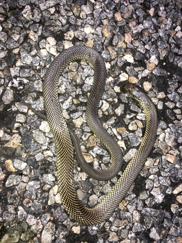 Mulga Snake sighting