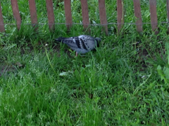 Columba livia
