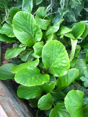 Bergenia