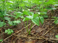 Trillium camschatcense
