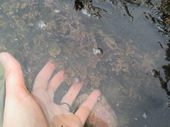 Corallina pinnatifolia