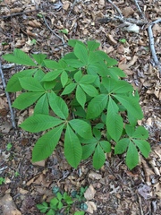 Ohio-Rosskastanie (Aesculus glabra): Herkunft und Verwendung — Foto 2