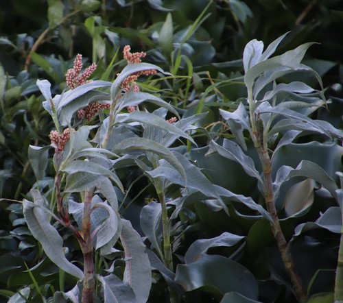 Senegalese Knotgrass