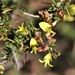 Spiny Capegorse - Photo (c) Frank Gaude, some rights reserved (CC BY-NC), uploaded by Frank Gaude