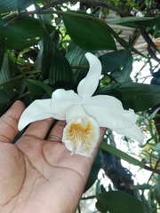 Sobralia chrysostoma