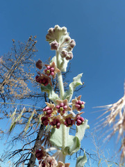 Asclepias californica