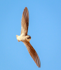 Pale Crag-Martin photo 5