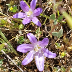Brodiaea terrestris terrestris