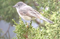 Vireo vicinior