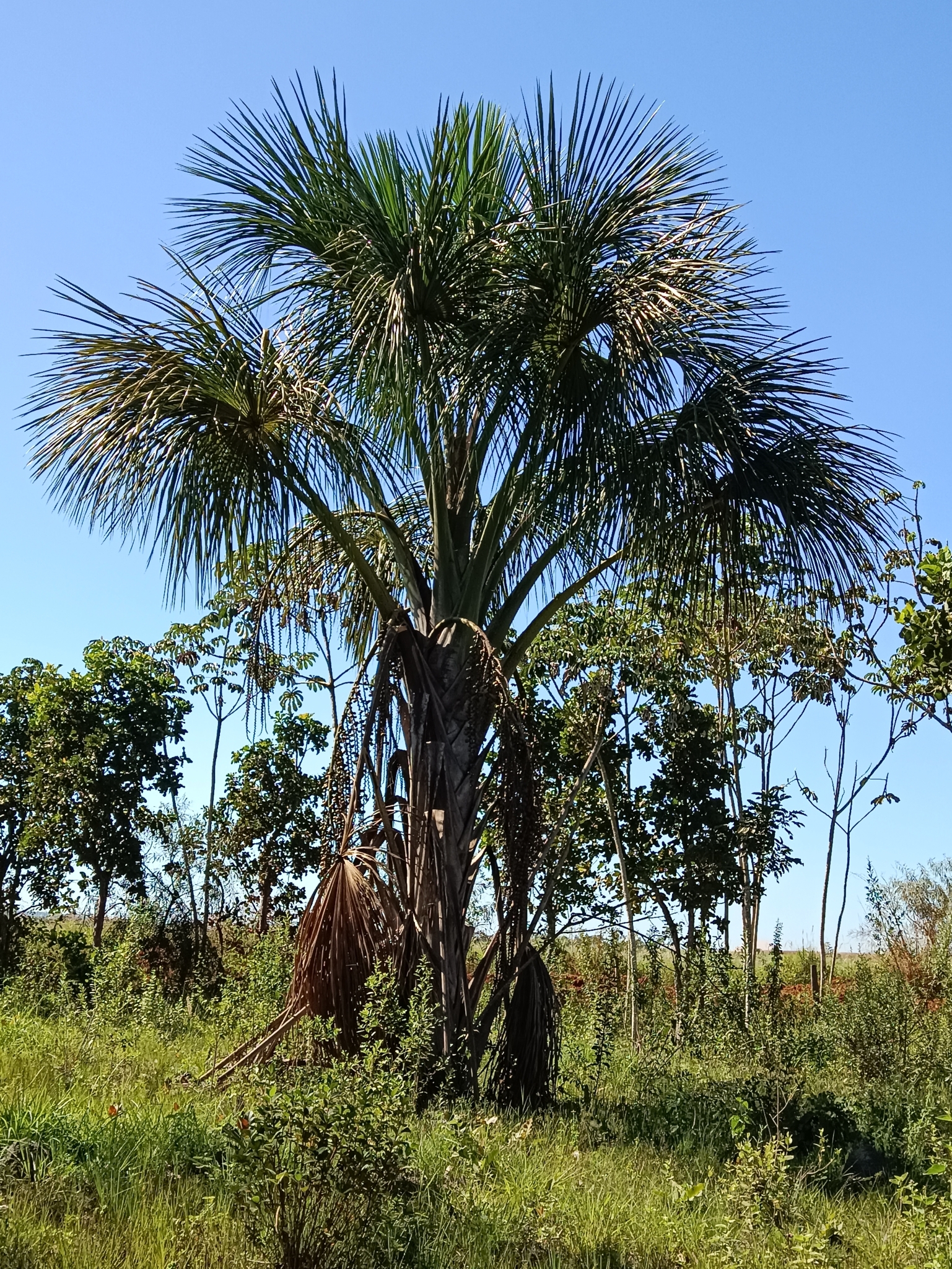 Mauritia flexuosa