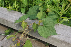 Ampelopsis glandulosa heterophylla