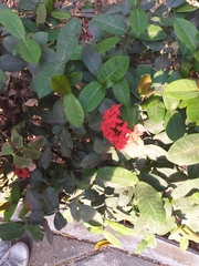 Ixora coccinea