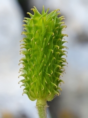 Ranunculus spicatus, photograph (c) Mehdi Chetibi, some rights reserved (CC BY)