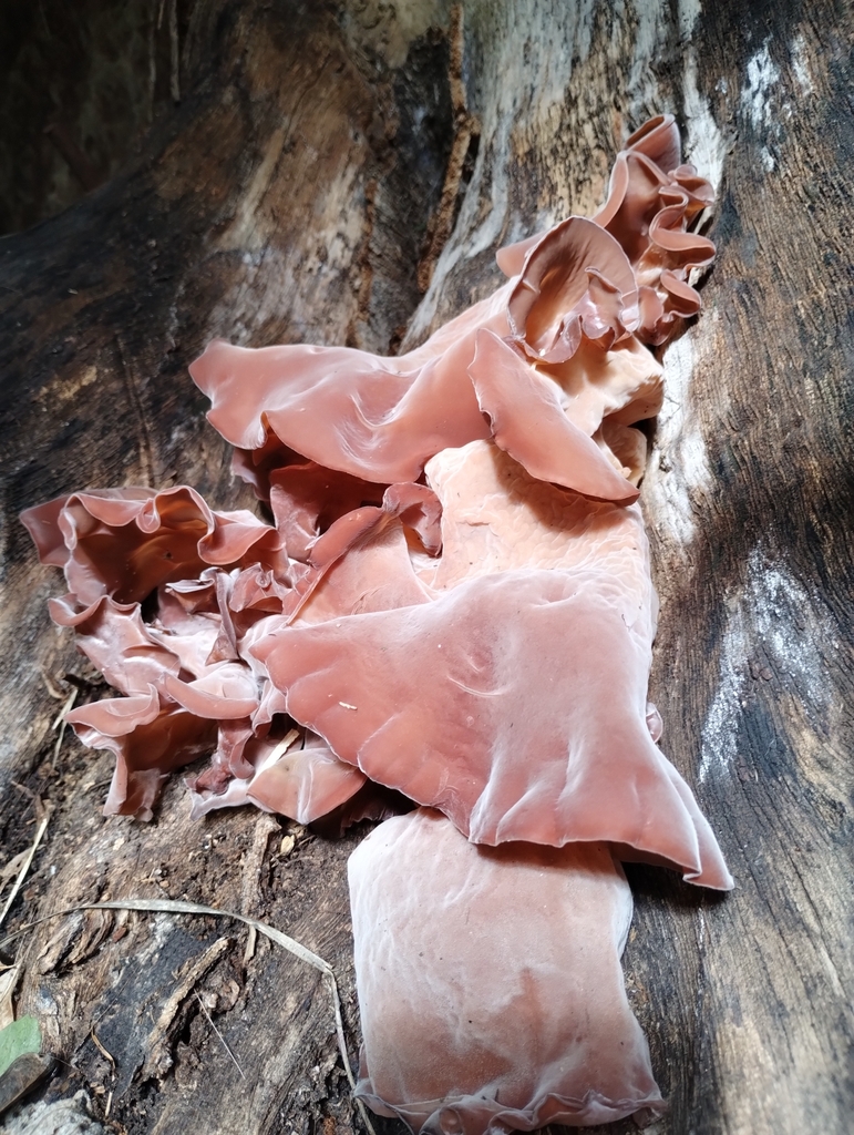 Auricularia fuscosuccinea · April 2024 · photo: © nicoolejnik (iNaturalist, cc-by)