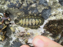 Mopalioidea