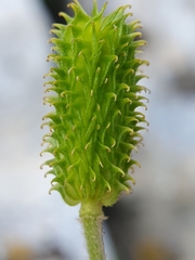 Ranunculus spicatus, photograph (c) Mehdi Chetibi, some rights reserved (CC BY)
