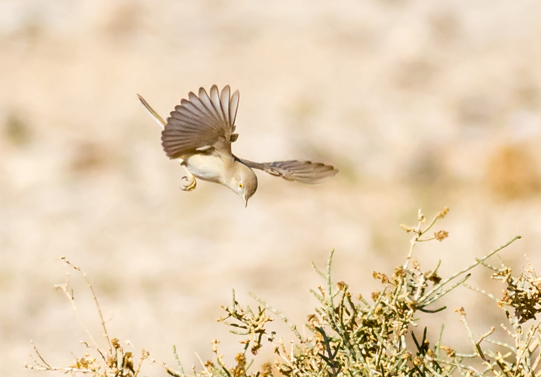 Asian Desert Warbler
